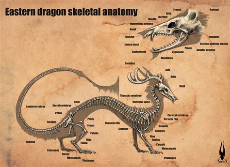 Dragon Skeleton Anatomy