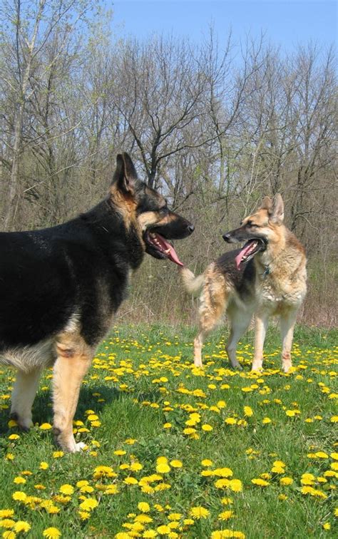 MY PET BLOG: Temperament of a German Shepherd