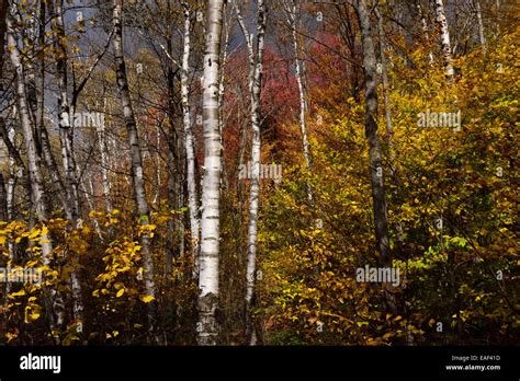 birch trees  fall foliage  kettle pond  spice mountain