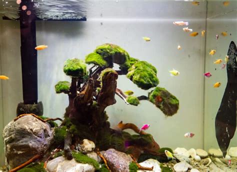 11 Types of the Best Driftwood for Your Aquarium (Pictures) – Aquarium Genius