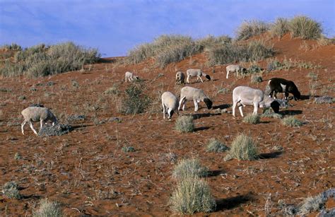 What Is Desertification Where Is It Happening