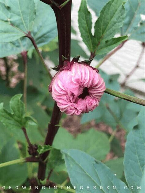 How To Grow Roselle Hibiscus Growing Jamaican Sorrel Growing In The