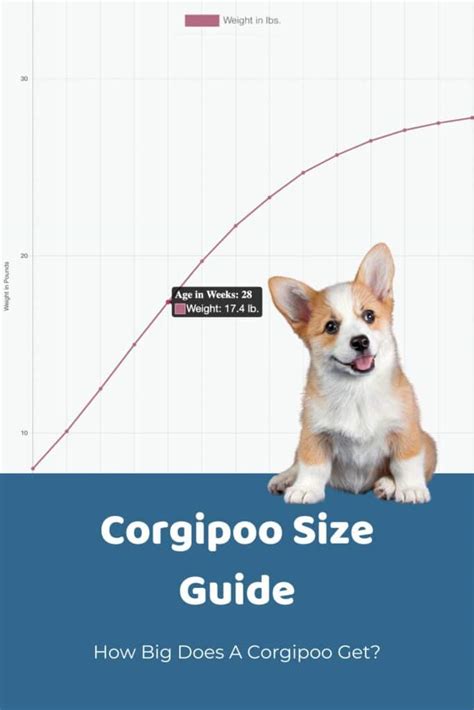 Yorkipoo Size Chart for Standard and Small Yorkipoos