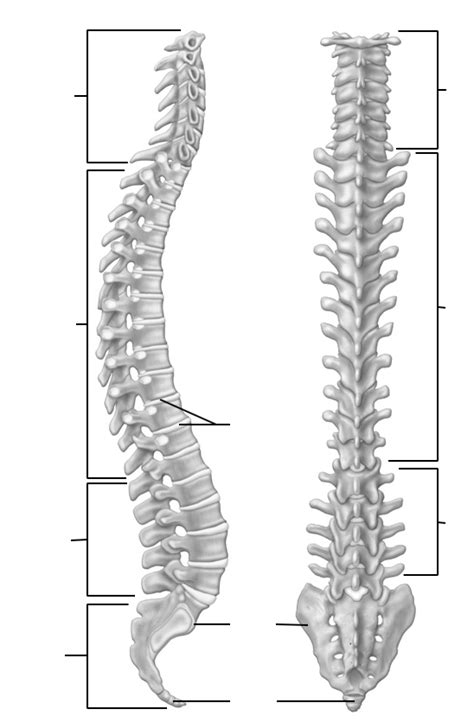 Diagram Of Bio 1107 Chapter 7 Spine Diagram Quizlet