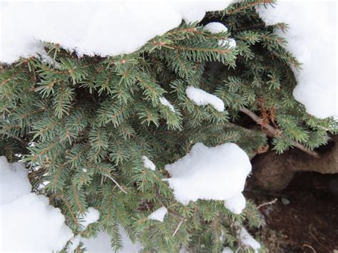 Birds Nest Spruce Plant Something Montana