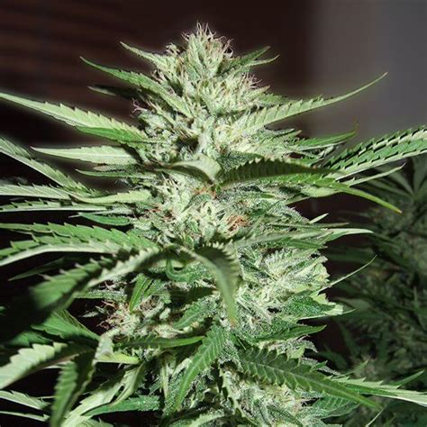 Pineapple Express Strain - SeedFare Find the Perfect Seed at the Right ...