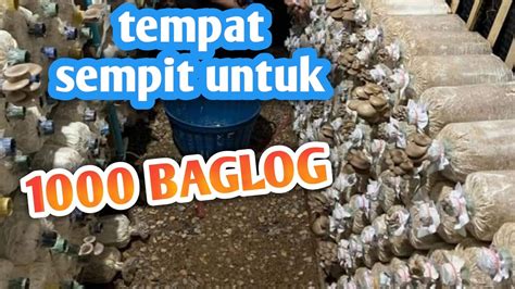 Ukuran Kumbung Jamur Tiram Untuk 1000 Baglog YouTube