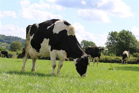 New Ahdb Dairy And Nmr Link Gives Access To Herds Genetic Status