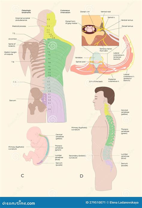 The Structure Of The Spinal Column In The Old Book The Elementary