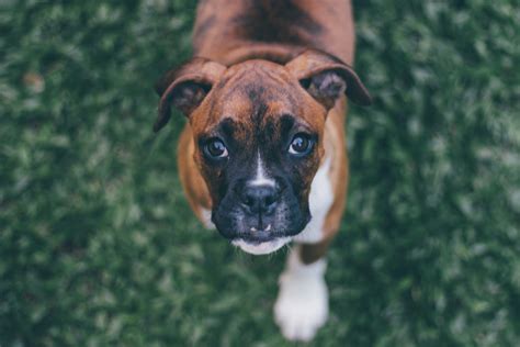 5 Boxer Dog Facts And Fun Information On The Breed.