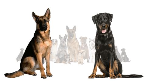 Beauceron German Shepherd Mix A Detailed Guide