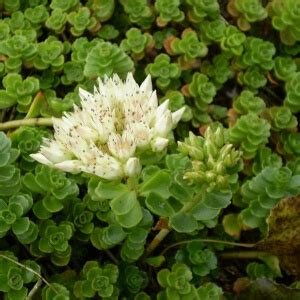 Kaukasus Asienfetthenne Sedum Spurium