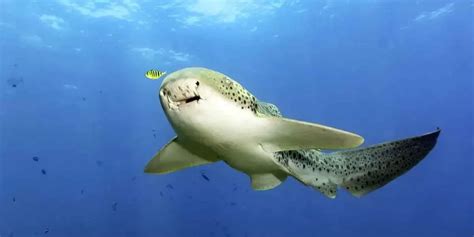 Fun Leopard Shark Facts For Kids | Kidadl