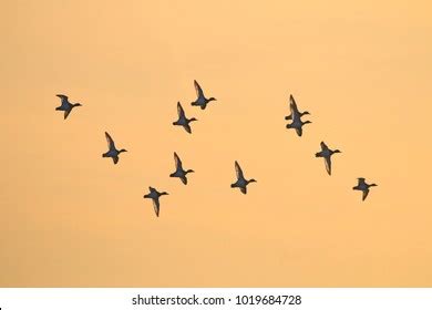 Birds Fly Past Sunset Images Stock Photos Vectors Shutterstock