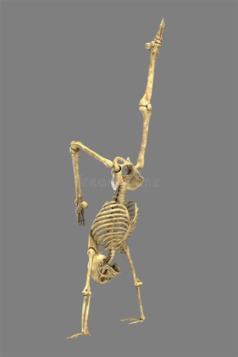 Human Skeleton in Yoga Position, 3D Illustration Stock Illustration ...