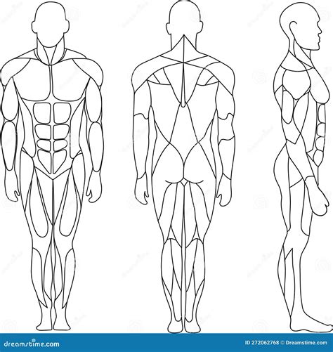 Sistema Muscular Del Cuerpo Humano Anatom A Humana Vista Frontal