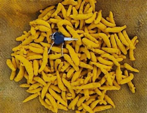 Double Polished Salem Turmeric Finger For Cooking At Rs 275 Kg In Sangli