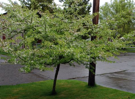 Malus Transitoria Golden Raindrops® Landscape Plants Oregon State