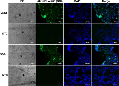 Immunofluorescence Assay Of Sdf And Vegf Expression In Hek T Cells