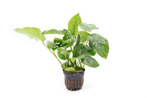 Anubias Barteri Var Nana Planting Flowers Planted Aquarium