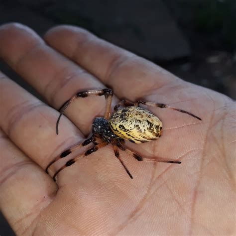 Arachnids Spiders Lizard Bugs Quick Insects Spider Beetles