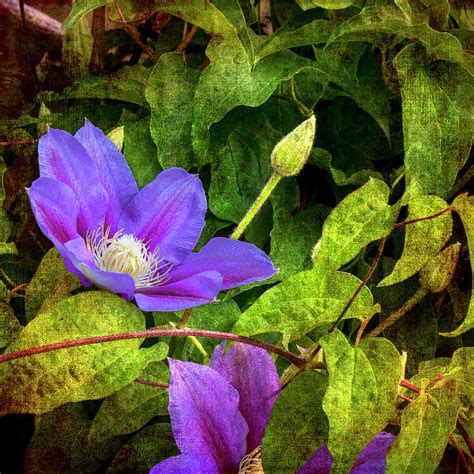 Clematis Vine Photograph By Denise Harty Fine Art America