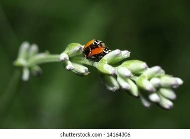 Ladybirds Having Sex Stock Photo Shutterstock
