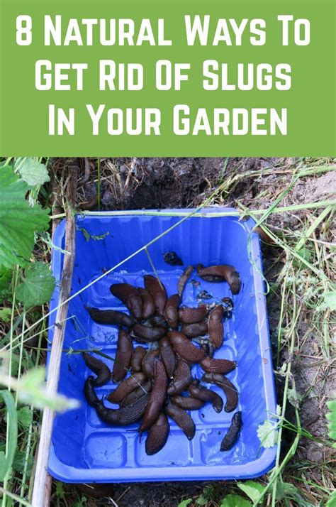 Natural Ways To Get Rid Of Slugs In Your Garden Getting Rid Of