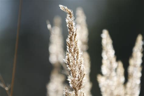 Free Images Tree Nature Forest Branch Winter Sunlight Leaf