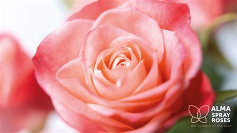 Alma Spray Roses Almasprayroses Profile Pinterest