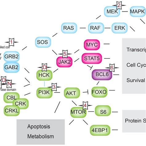 Bcr Abl1 Signaling Pathways Downstream Signaling Pathways Activated By Download Scientific