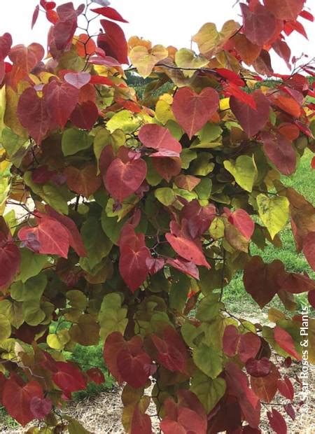 CERCIS Canadensis ETERNAL FLAME R NC2016 2 Cov Minier Solution Pro