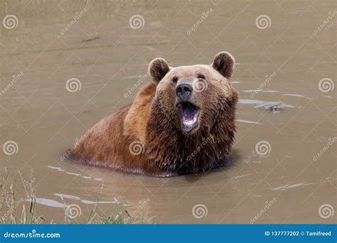 Brown Bear In A Pond Stock Photo Image Of Dripping 137777202