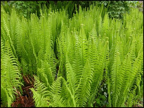 OSTRICH FERN – Hinsdale Nurseries