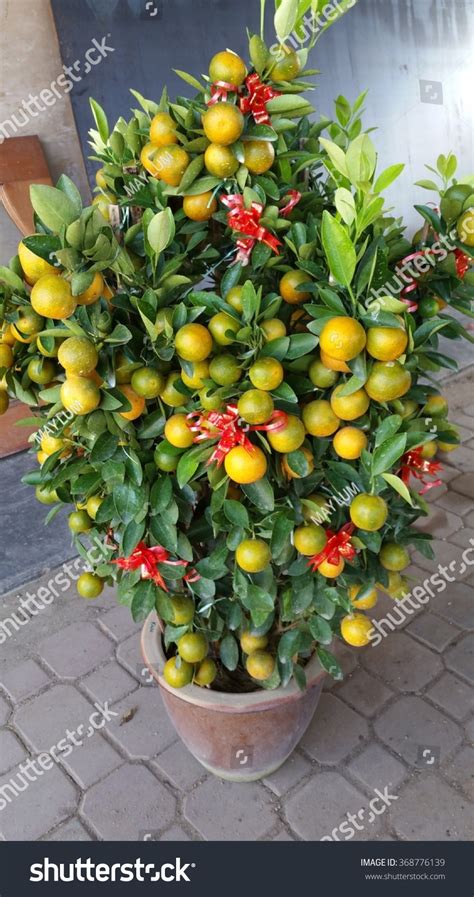 Four Season Lime Tree From China A Decoration Item For Chinese New