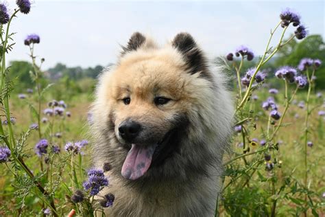 sunbathing dog dog images pixabay