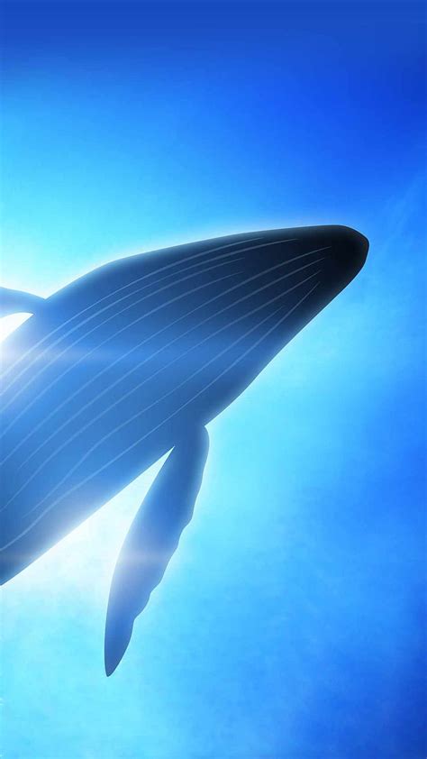 Whale Blue Whale Hd Phone Wallpaper Pxfuel