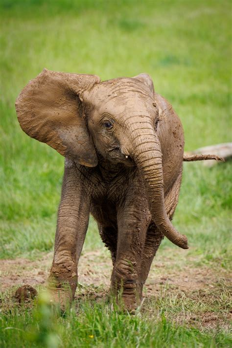 Baby Elephant Free Stock Photo Public Domain Pictures