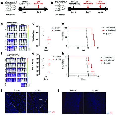 In Vivo Anti Tumor Effects Of Human T Cells In An Intracranial U