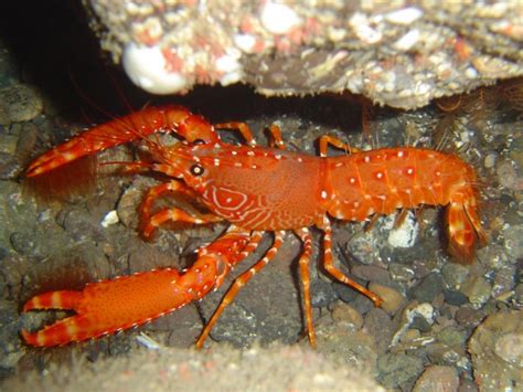 enoplometopus wikipedia