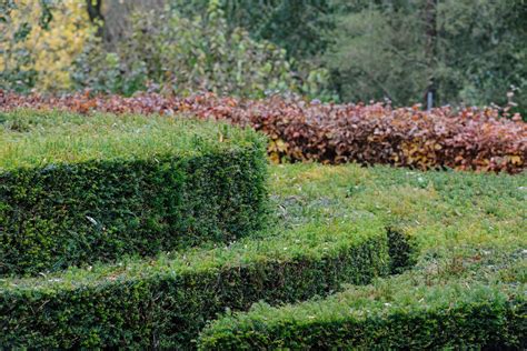 Hedging plants: 30 of the best plants for a hedge - Gardens Illustrated