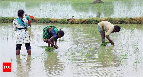 Explainer Farmers Income Has Doubled Over 5 Years For Cash Crops In