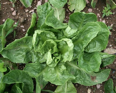 Growing Endive: Simple Steps For Beginners