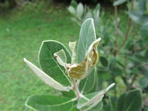 Tignola Verde Dell Olivo Margaronia