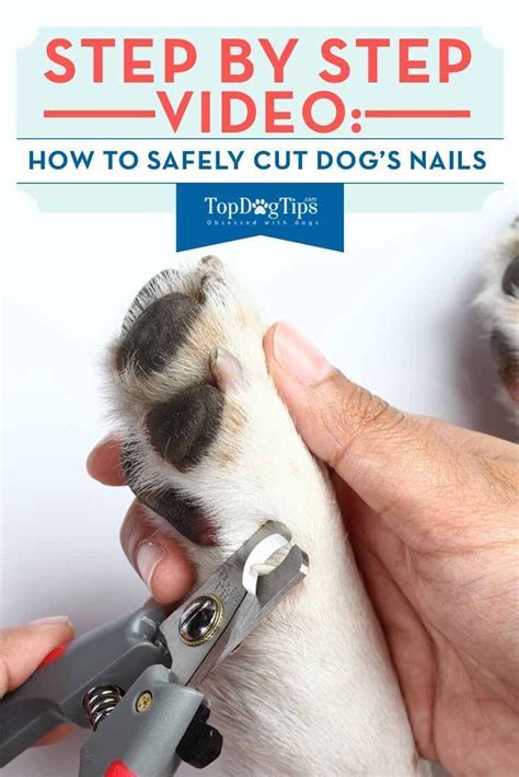 Pin On Dog Care And Grooming