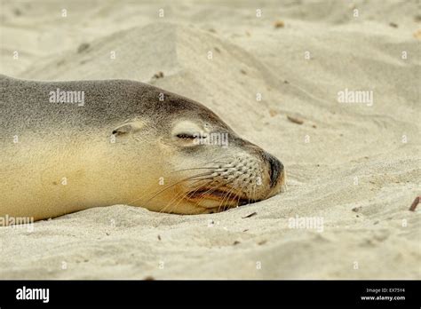 Australian Sea-Lion Neophoca cinerea Endangered species, Photographed ...