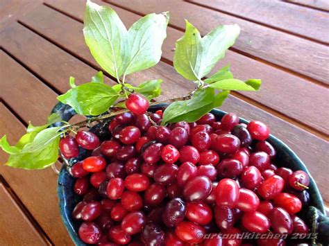 Cornelian Cherry Jelly Recipe | Bryont Blog