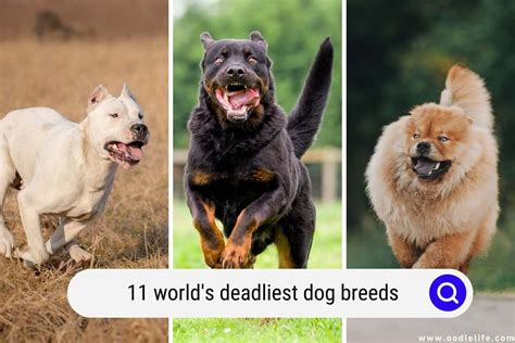 top  worlds deadliest dog breeds