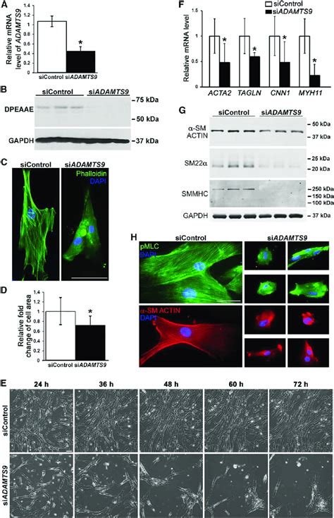 Adamts9 Knockdown Alters Husmc Shape Reduces Versican Proteolysis And Download Scientific