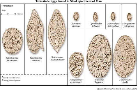 Zoonotic Trematode Infections Their Biology Intermediate Hosts And